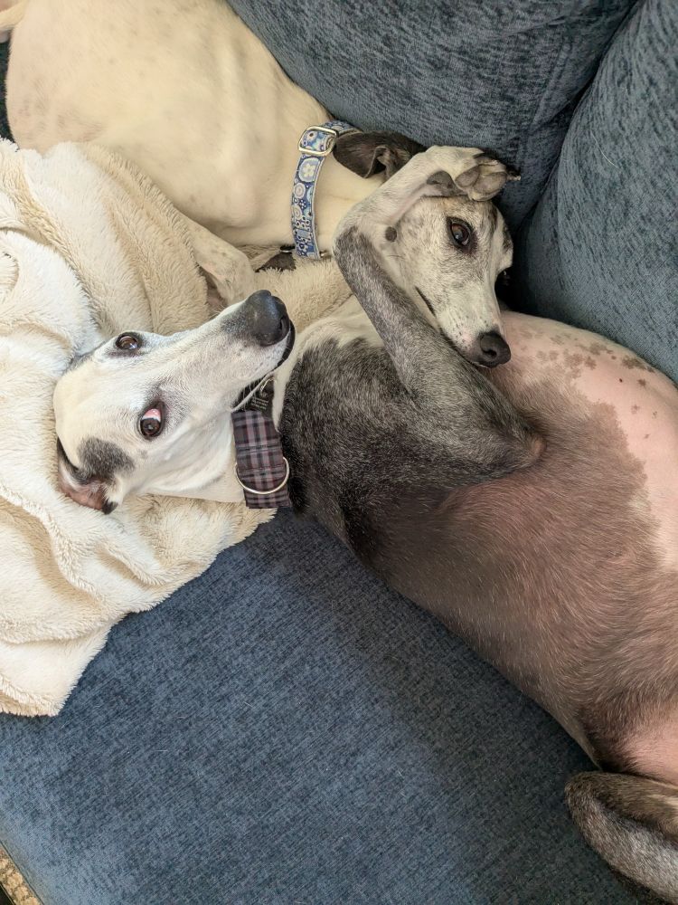 Whippets cuddling on gray couch 