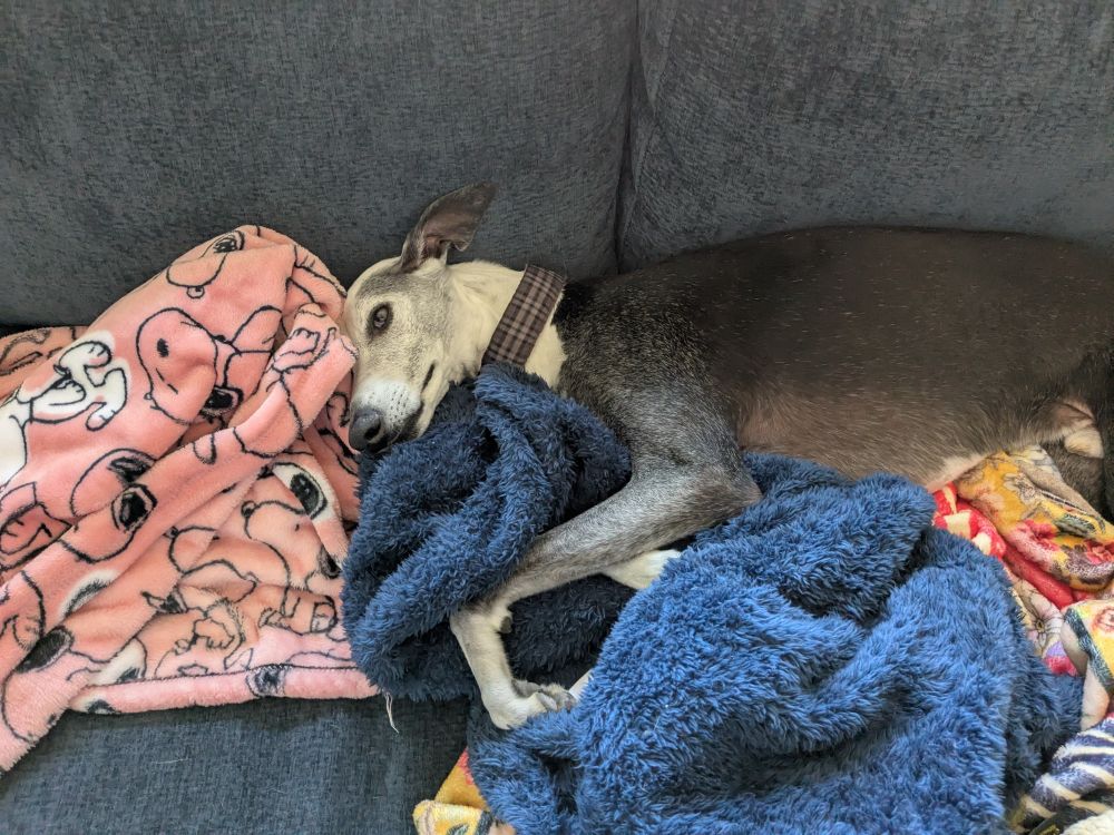 Dog laying on 3 colorful blankets 