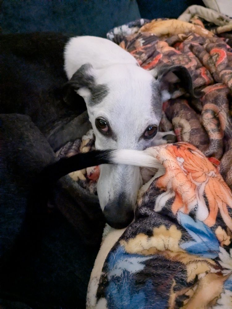 Black and white whippet dog with noodlewhip over snoot. 