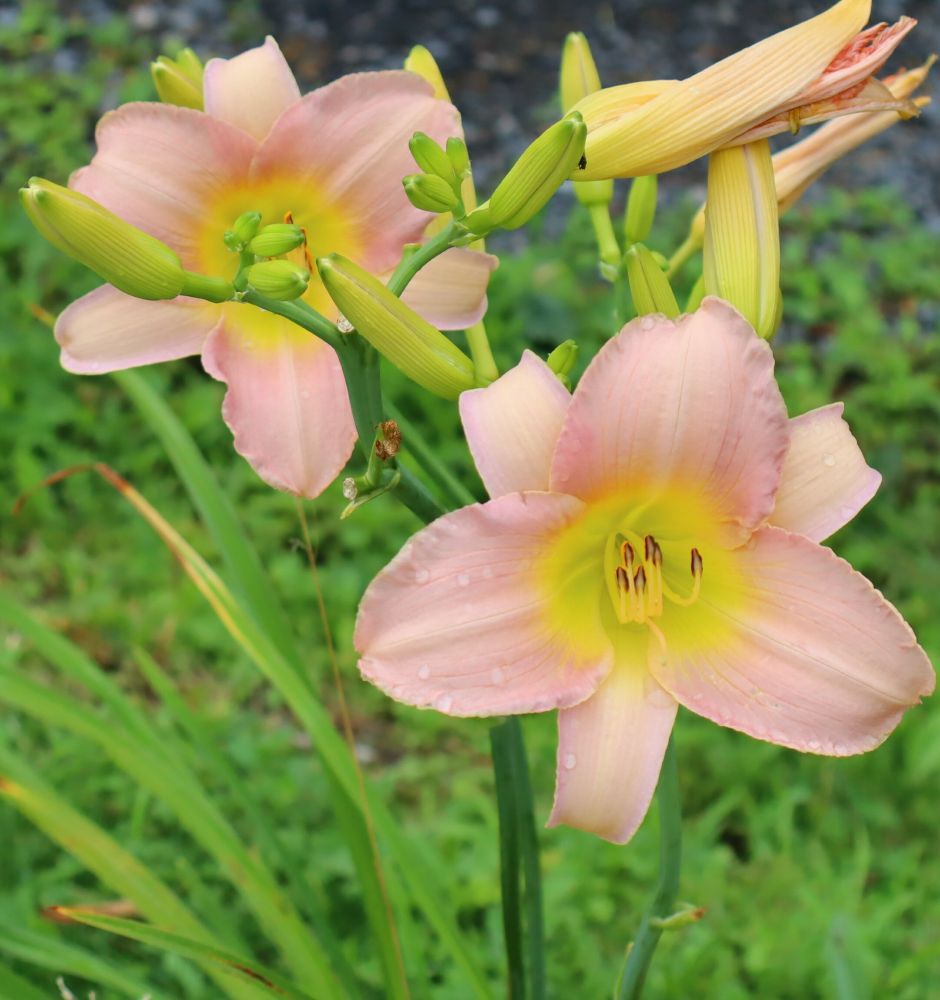 closeup picture of lily blossoms