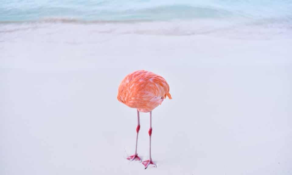 Photo of a flamingo on the beach, but the head is not visible so it looks like a little sphere of pink feathers on legs.