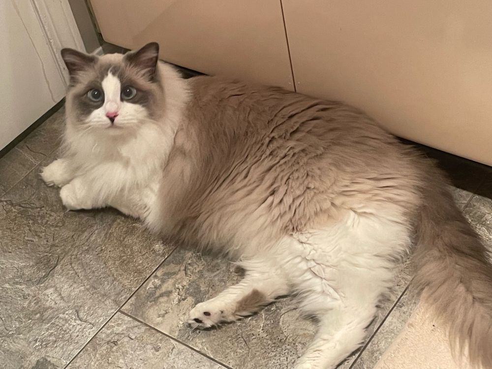Peter the ragdoll cat laying down on the bathroom floor