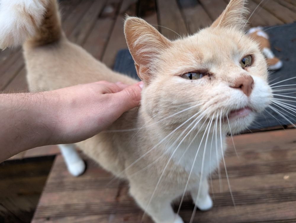 A tan and white cat, looking at the camera with a permanent "sneer" on her face. She is cute 