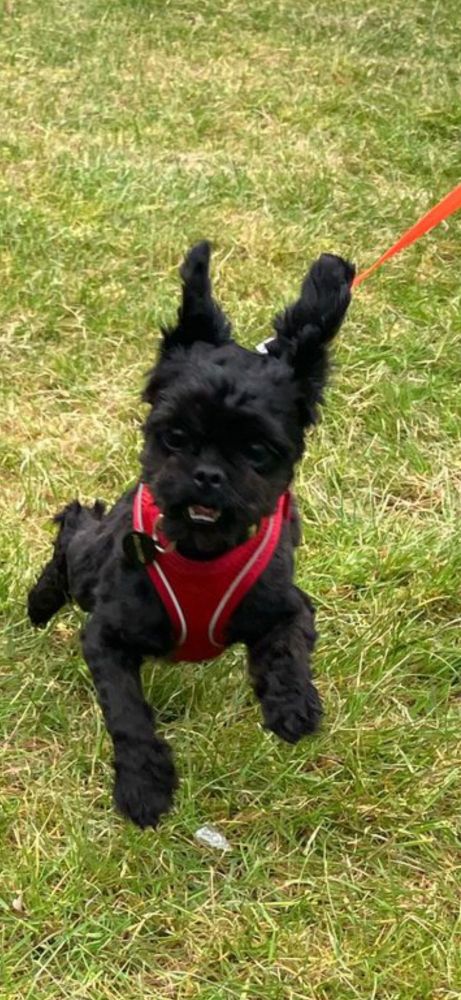 A small black shih Tzu jumping in the air looking adorable