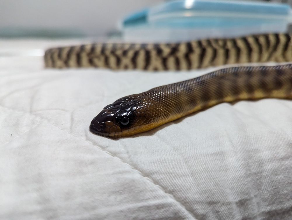 A woma python with black and tan scales laying on white bed sheets. 