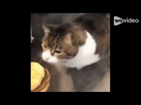 here kitty you can have cheese burger