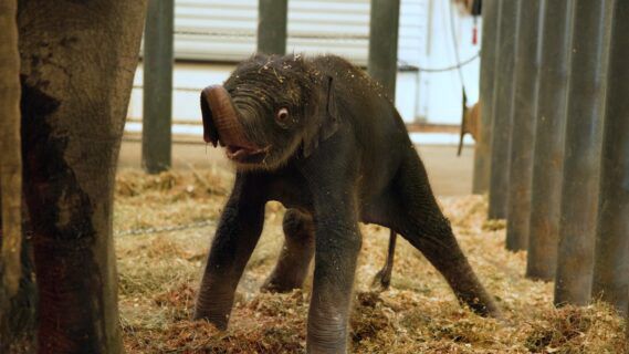 Newborn baby elephant from Houston Zoo