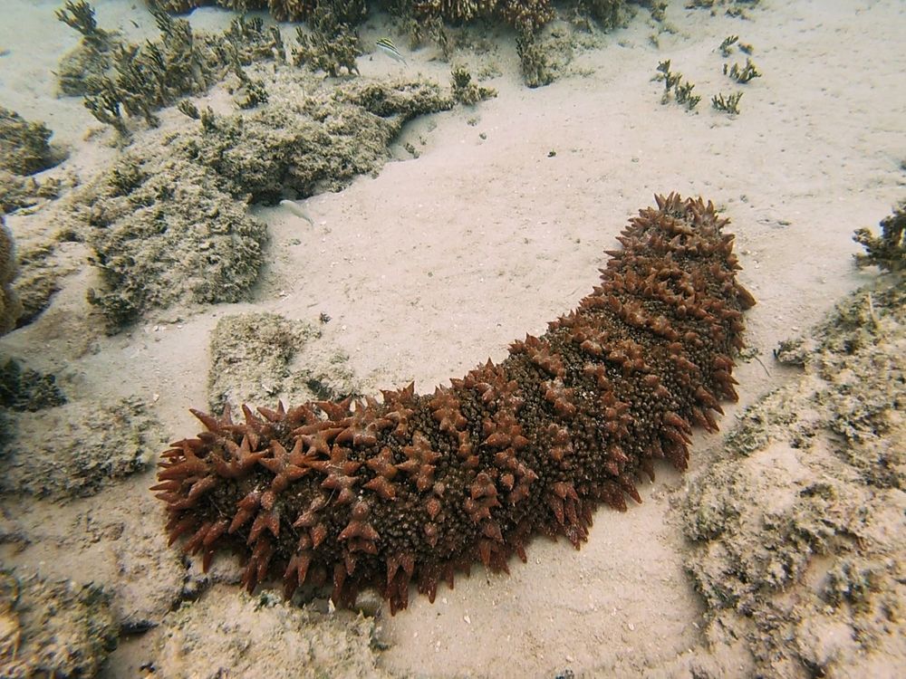 Picture of a prickly redfish sea cucumber, red with lots of prickly bits, laying on some sand and rubble.