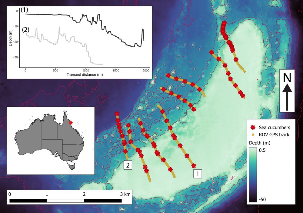 Map showing towed mini-ROV transects over Opal Reef in the Great Barrier Reef, and geo-referenced locations of sea cucumber spotted. Also includes example depth profiles going from ~1 to 35m depth across two transects.