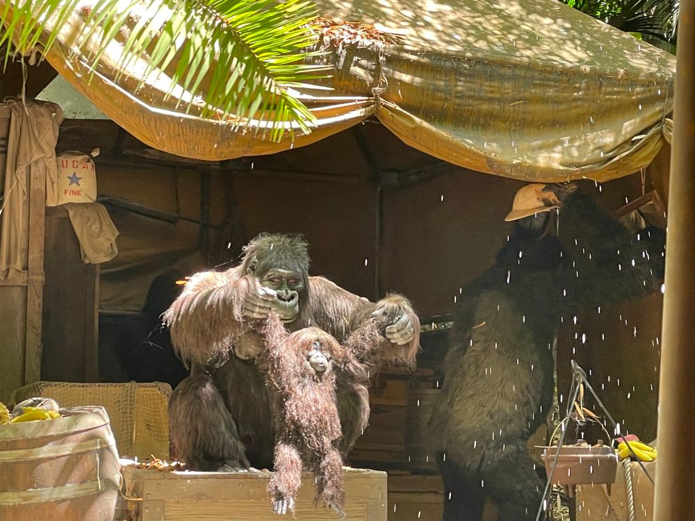 Gorillas playing in an abandoned and ruined camp.  