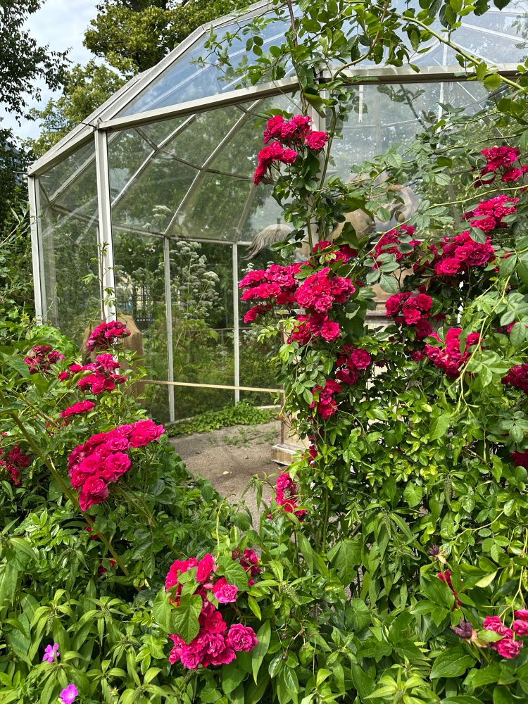 Lysande mörkröda klängrosor på ett litet lusthus. 