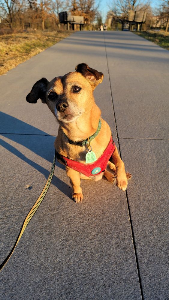 My dog, sitting on a sidewalk, a single paw raised in his "shake hands" gesture, hoping to score the treat I'm holding off camera
