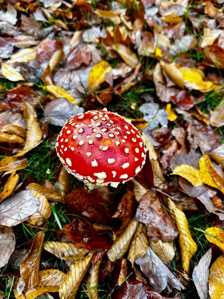 Fly agaric mushroom in fall leaves 
