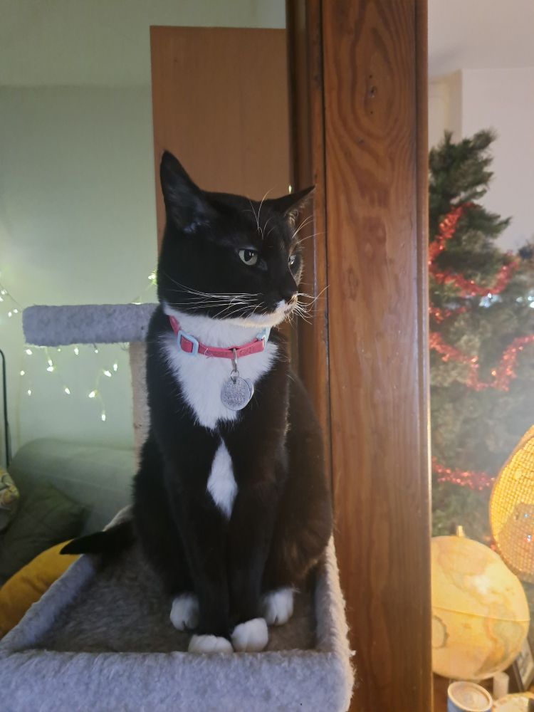 A photo of a tuxedo cat sitting on a cat tree inside a house. The cat looks off into the distance. He's wearing a pink collar.