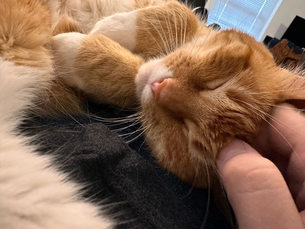 Orange cat cuddling on lap