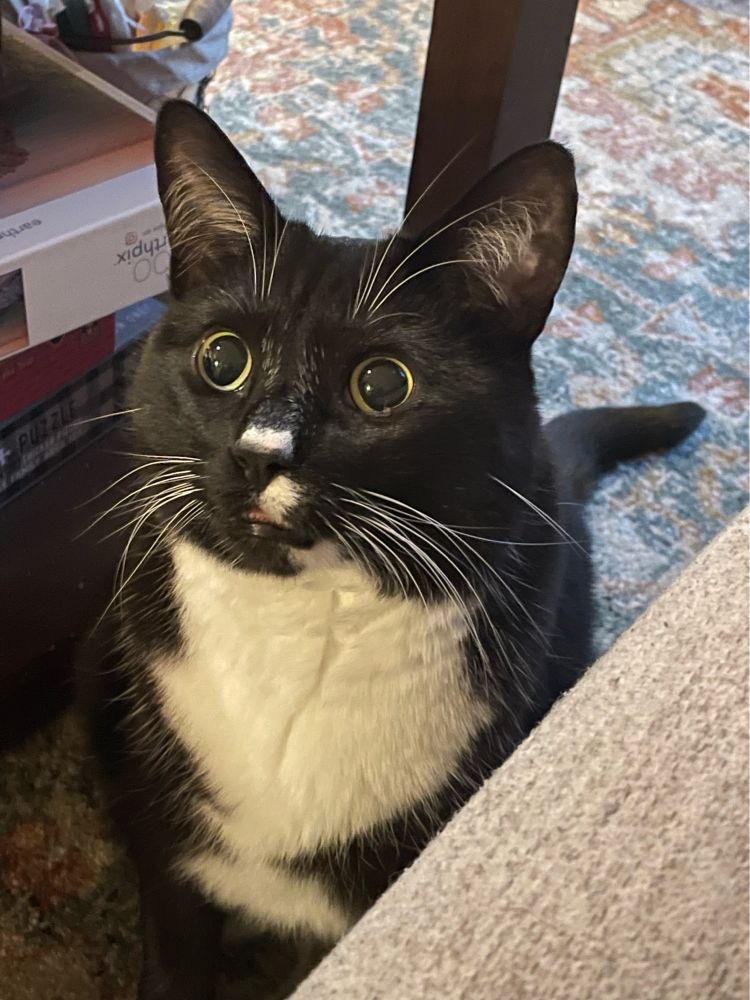 charlie mega pupils and mini-blep while he was recovering from anesthesia 