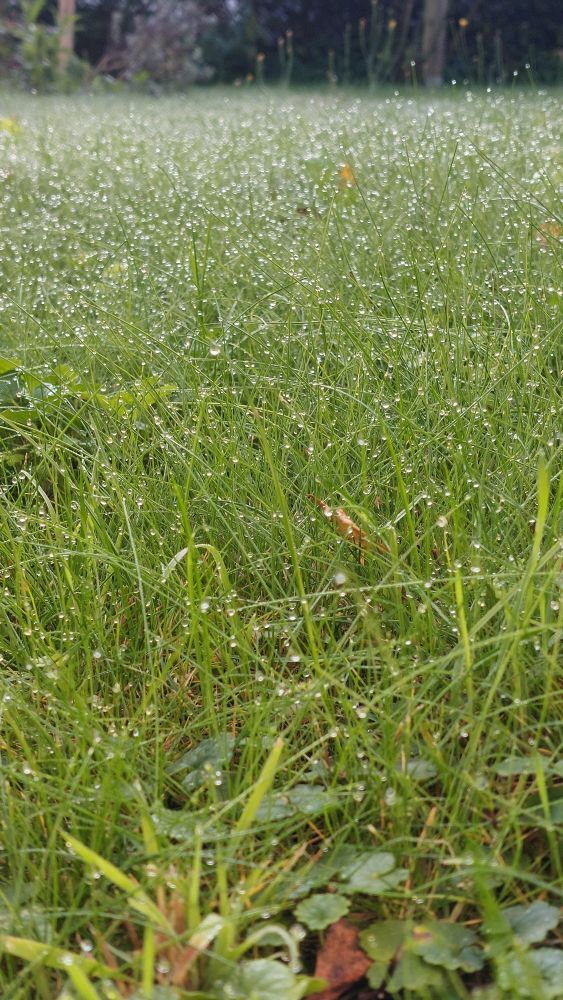 Froschperspektive eines Rasens, an den Grasspitzen sitzen Tautropfen.