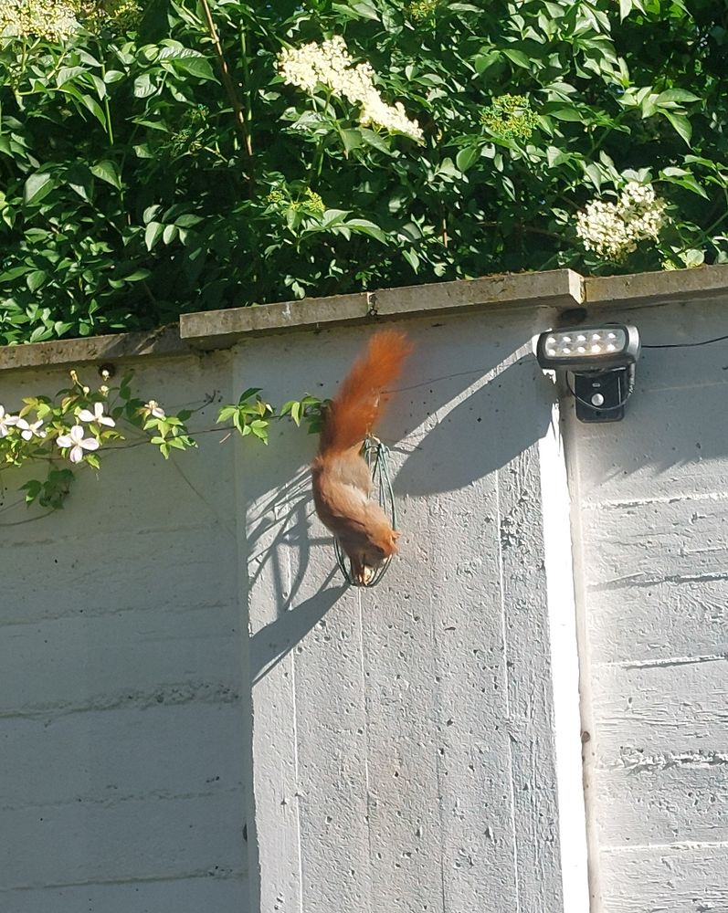 Eichhörnchen hängt kopfüber an Meisenknödelhalter vor weißer Mauer
