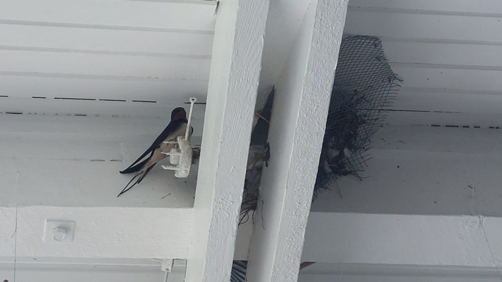 Rauchschwalbe guckt von Metallkonstruktion zu uns runter. Decke etc sind weiß gestrichen. Jenseits des Balkens ist das Nest in einem Drahtgeflecht erahnbar. 