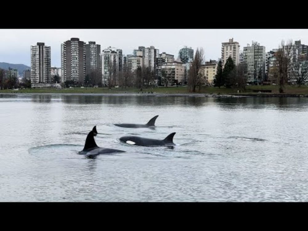 ‘One in a million’: Pod of orcas glide through Vancouver’s False Creek
