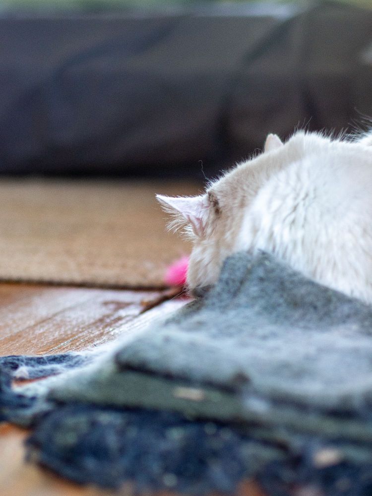 Just his ear in focus, kitty rests. 