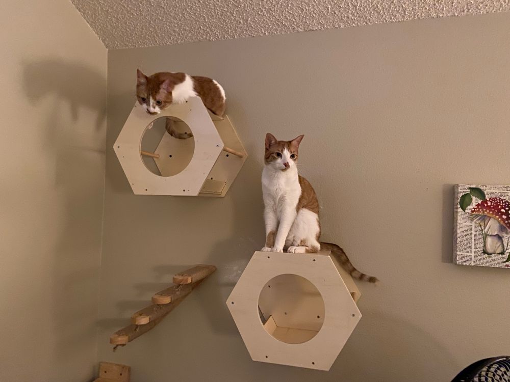 Two white and orange tabby cats, one sitting tall and proud, one lounging comfily, both on hexagon cubbies bolted high up on the wall. 