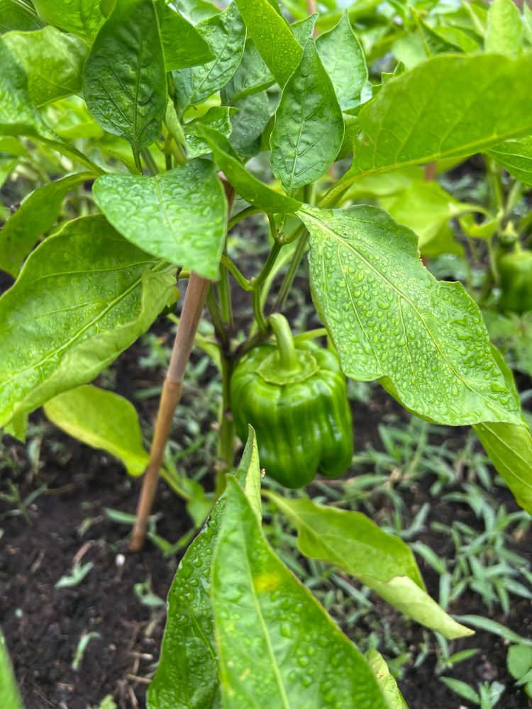 Bell pepper