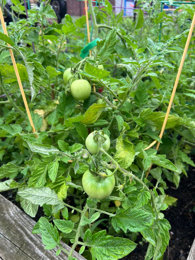 Tomatoes 