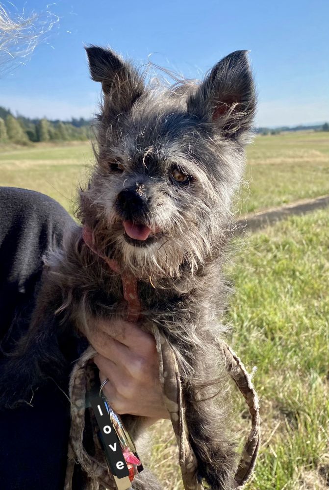Brussels Griffin and Yorkie mix, 19 years young. 