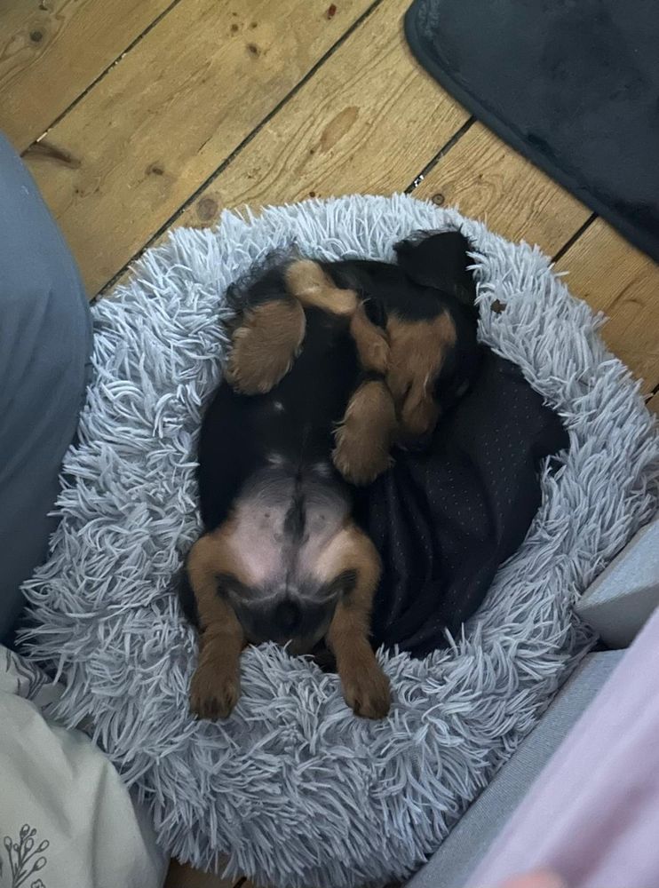 Puppy sleeping on back in grey bed