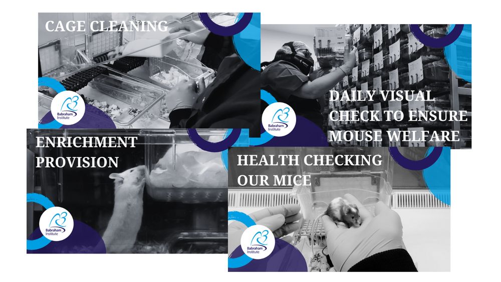 Labelled black and white thumbnails of four video clips with titles: Cage cleaning, daily visual checks to ensure mouse welfare, Enrichment provision, Health checking our mice.