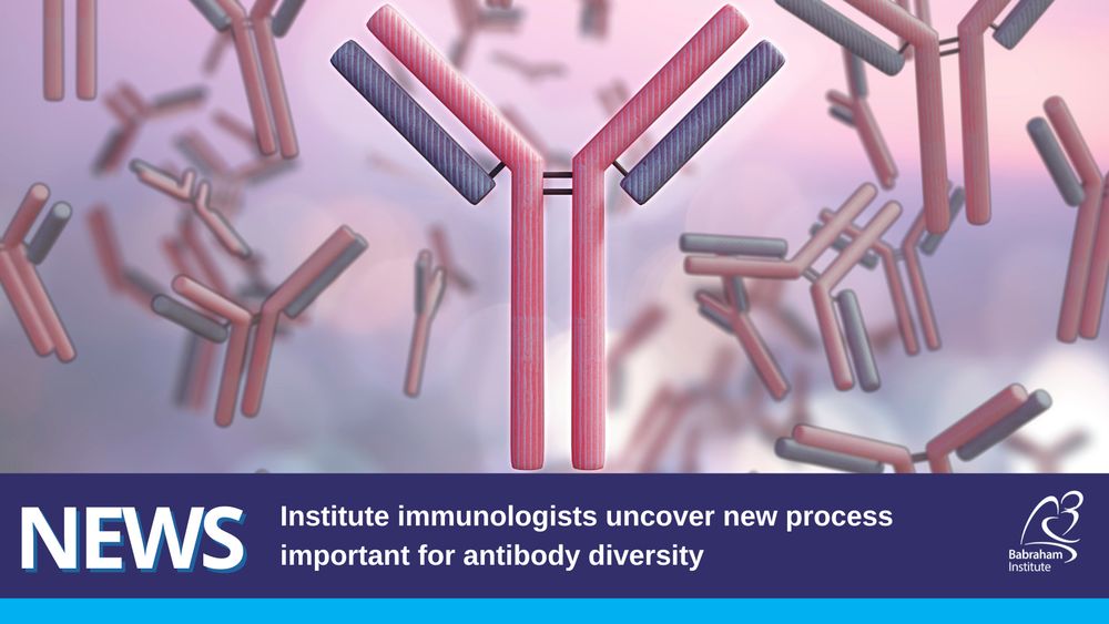 Text reads: News - Institute immunologists uncover new process important for antibody diversity. Image shows a computer illustration of antibodies, showing the heavy chain (red) and the light chain (blue).