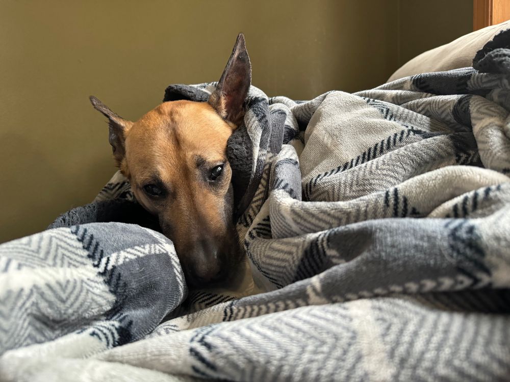 Flaco, the Mexican street dog, all cozy in a blanket. 