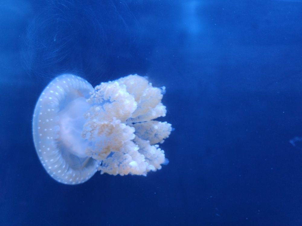 australian spotted jellyfish :]