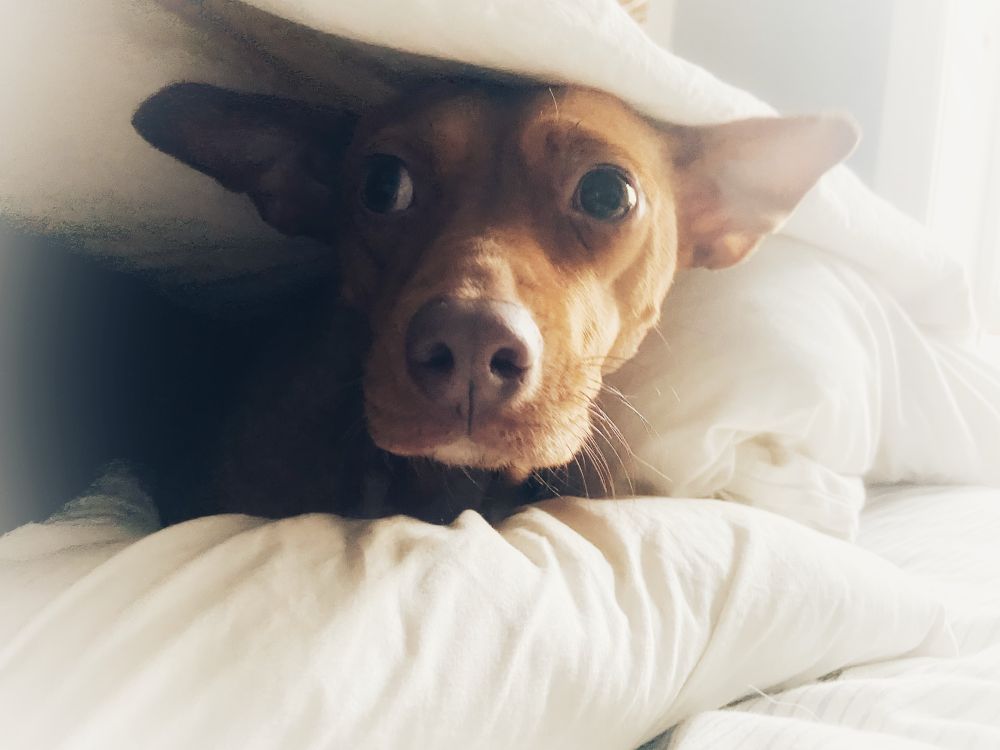Morning Glory — a red chihuahua/terrier laying on white pillows and snuggled under a white comforter. 