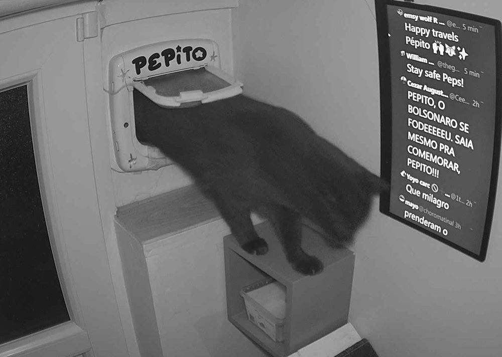gato preto entrando em casa por portinha de animais. ha um monitor ao lado que exibe mensagens e uma delas é "PEPITO, O BOLSONARO SE FUDEEEEEEUU. SAIA MESMO PRA COMEMORAR, PEPITO!!!"
