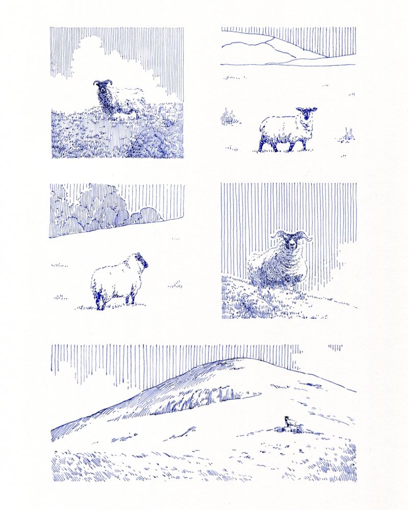 A collection of 5 blue ink drawings of sheep on a white paper background. The drawings are monochrome blue and created with a fountain pen line hatching shading technique 