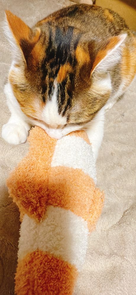 おもちゃにかじりつく猫ちゃん🐈