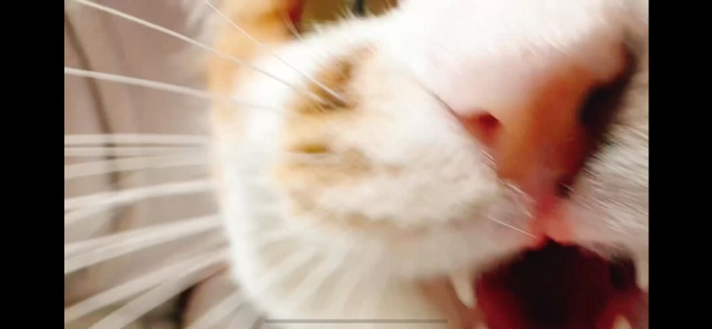 ゲームしてたら鳴き続けてるから、ベッドに行ってよしよししたら怒りだす猫ちゃん🐈