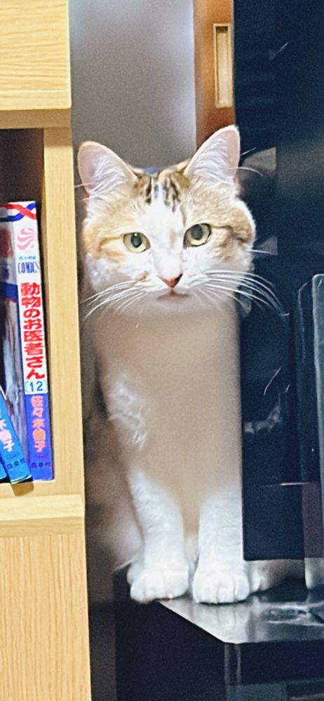 テレビと棚の間から何かを訴えかける猫ちゃん🐈よくここからにゃーんにゃーんしてる。