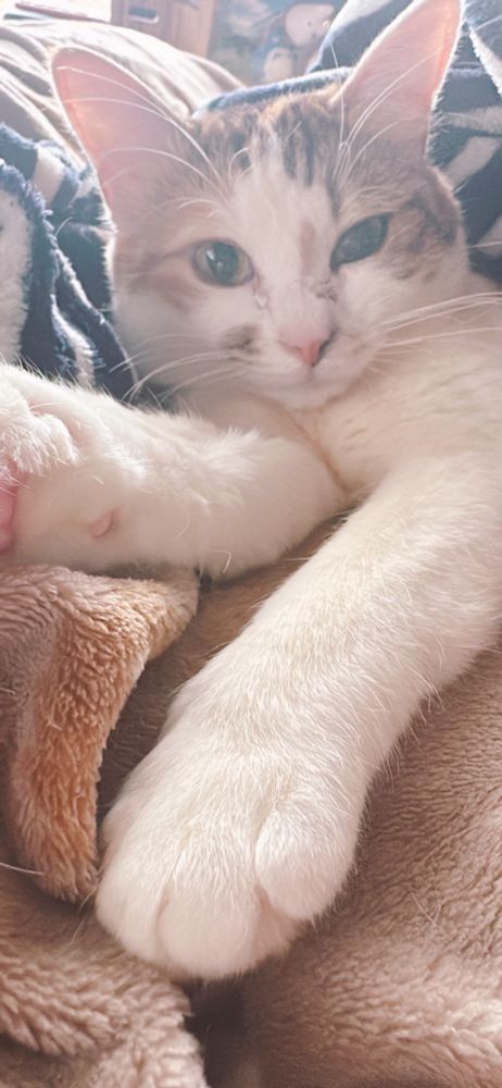 眠そうにベッドからこちらの様子を伺う猫ちゃん🐈