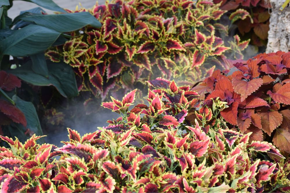 Two rows of coleus are pictured - vibrant red and red and green leaves. There’s a mist running between the two rows.