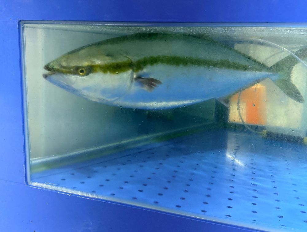 수조 속 대방어