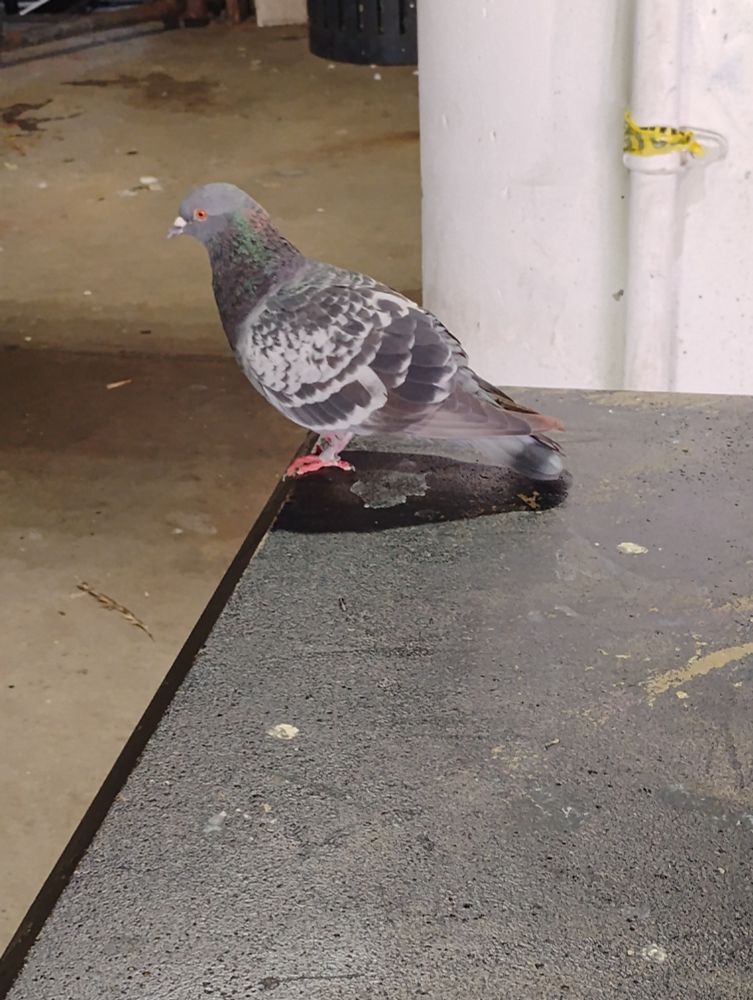 a pigeon sitting on a bench waiting for the train. she seems very polite