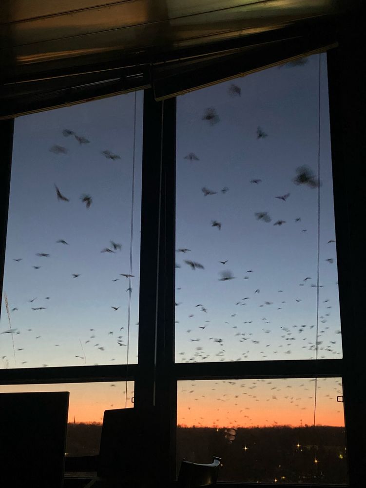 A view of a clear sky through tall windows, full of flocking crows, at dusk. There is an orange glow on the horizon.