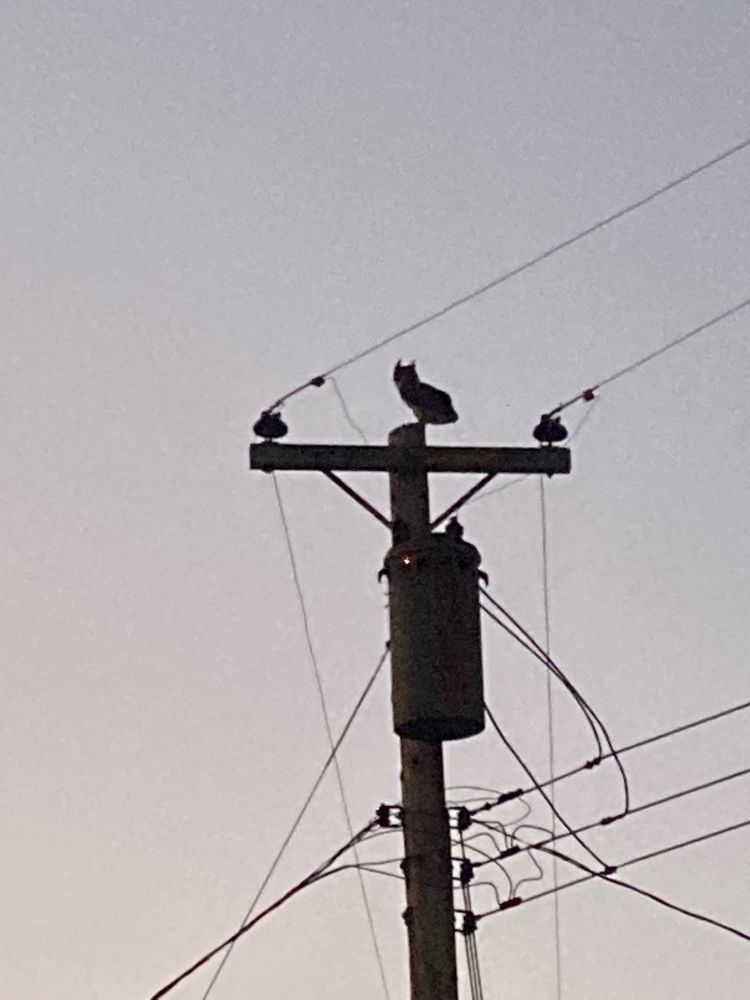 A telephone pole with power lines and a transformer on it, silhouetted against a grey sky.  Perched atop the pole is a great horned owl, also in silhouette.