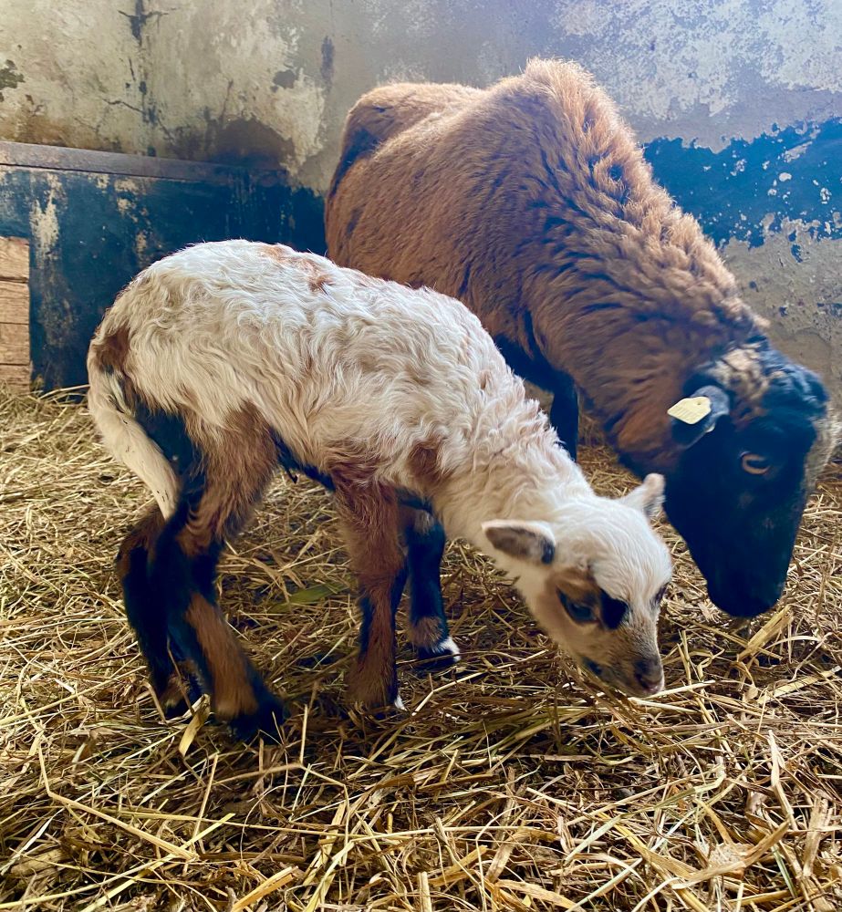 dreifarbiges Lamm mit Mutter im Hintergrund