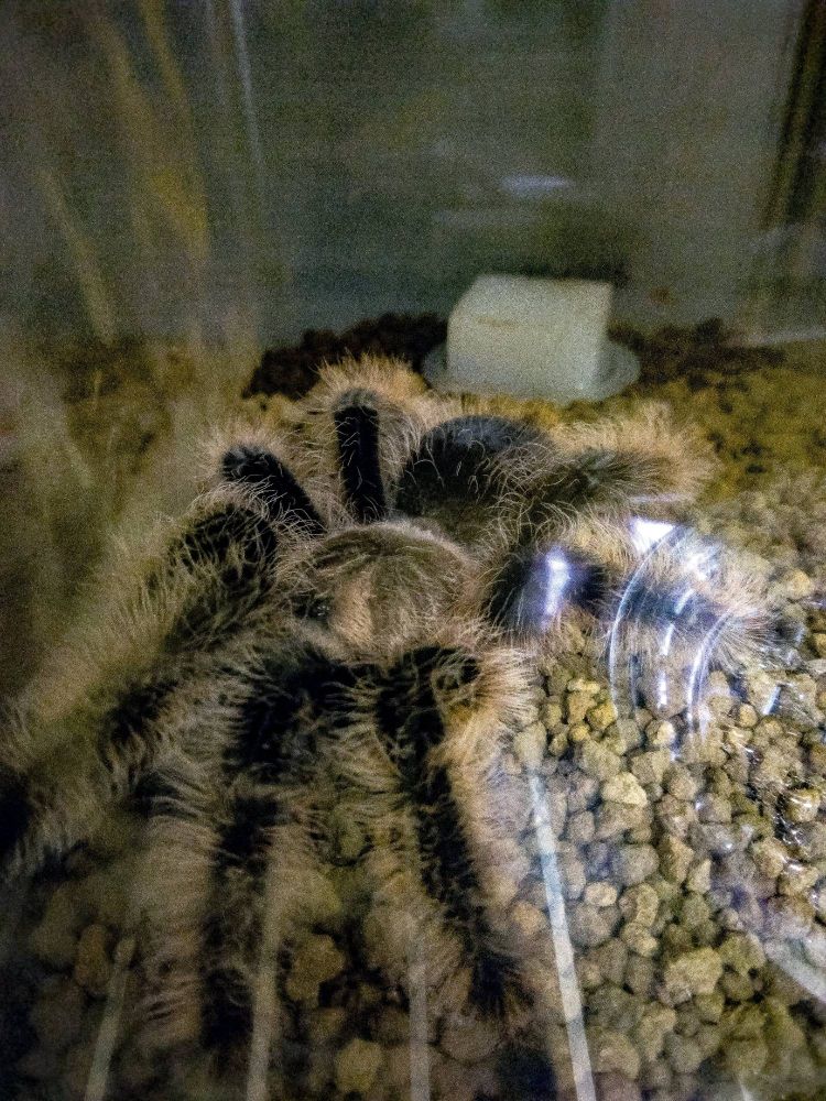 カーリーヘアタランチュラ
Tliltocatl albopilosus
タランチュラ