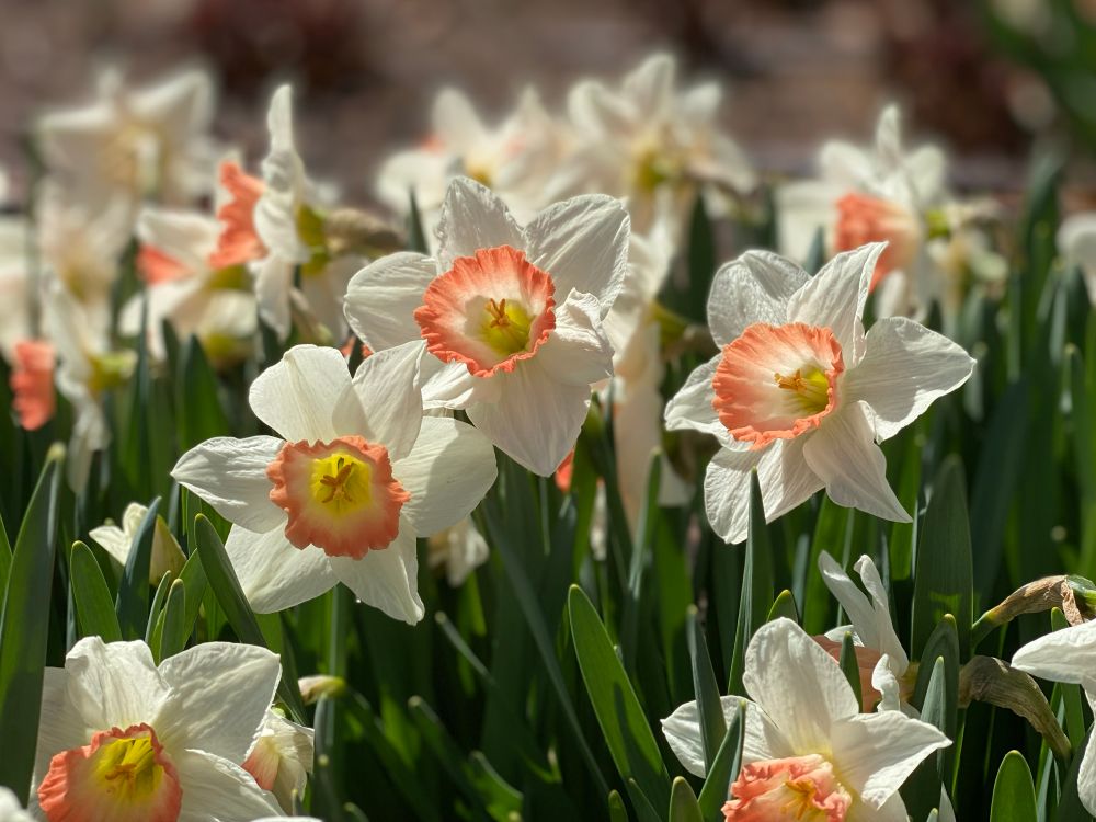 Poet’s Daffodil - white petals with an orange cone in the middle