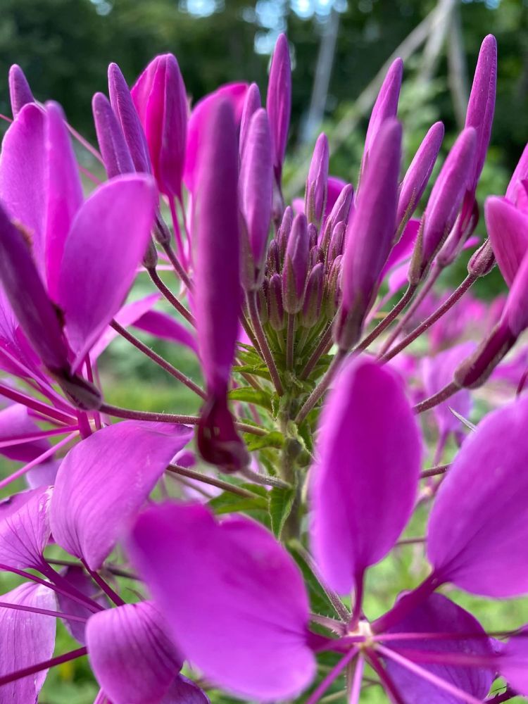 Close-up of Spider Flower - delicate purple petals on twig-like stalks emigrating from the stem.